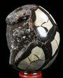 Septarian Dragon Egg Geode - Black Crystals #57408-1